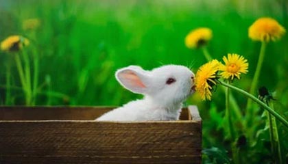 九游游戏中心-塞尔维亚女篮在欧洲锦标赛中全力拼搏，享受荣誉时刻，塞尔维亚女篮球