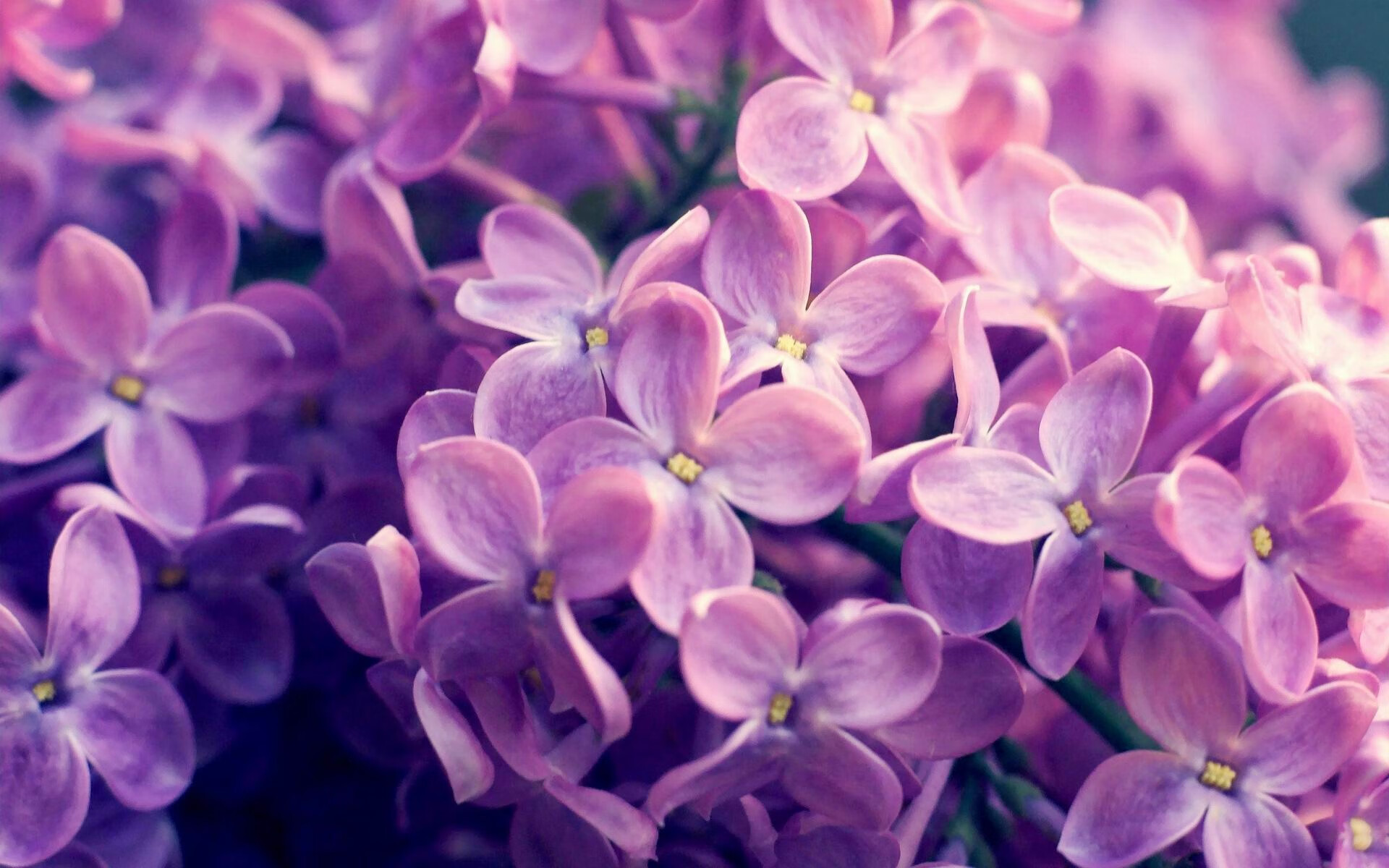 _加州硬地赛:热血拼搏,谁能摘取桂冠?_,加州t.