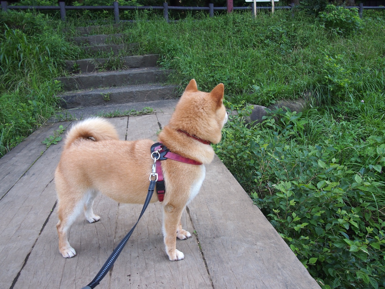 《王者荣耀官方超级联赛,最强战队会师总决赛》,王者荣耀super战队